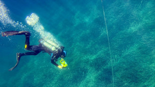 En M&eacute;diterran&eacute;e, prot&eacute;ger les herbiers de posidonie menac&eacute;s par les ancres de bateaux