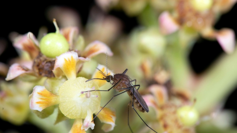 Mosquitoes: bloodsuckers and flower lovers
