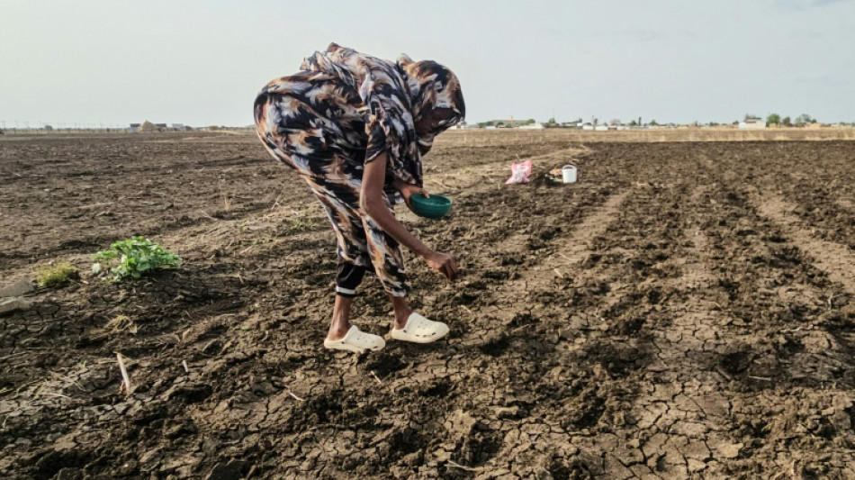 Sudan farms lie barren as El Nino leaves Nile banks dry